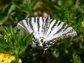 Borboleta-zebra