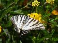Borboleta-zebra
