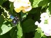 Abelhão-azul <i>(Xylocopa violacea)</i>