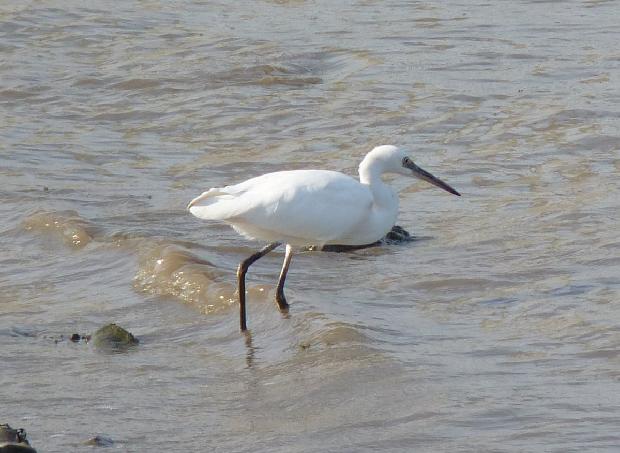 Garça-branca-pequena