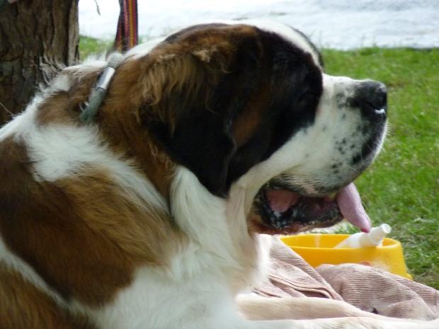 Cão de São Bernardo