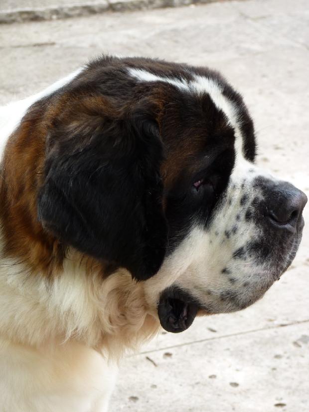 Cão de São Bernardo