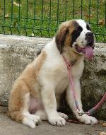 Criadores de cães São Bernardo