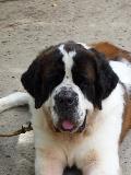 Cão de São Bernardo