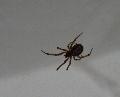 Aranha