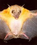 Morcego Cynopterus brachyotis