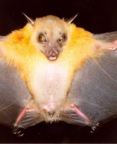 Morcego Cynopterus brachyotis