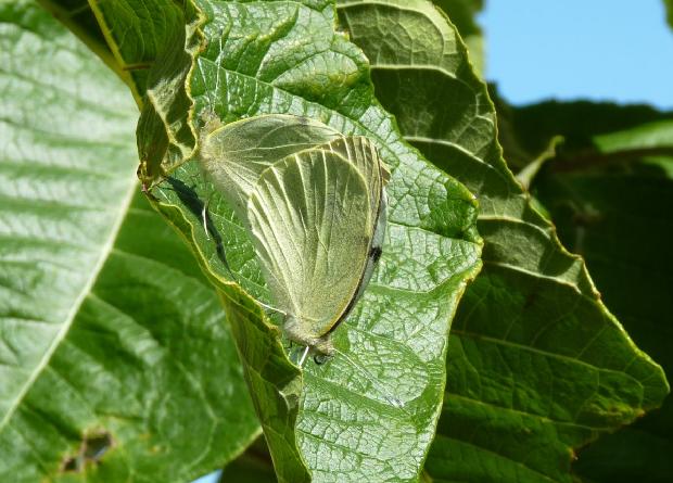 Borboletas-da-couve