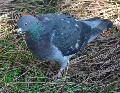 Pombo