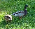 Casal patos-reais
