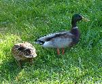 Aves