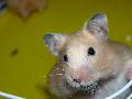 Hamster