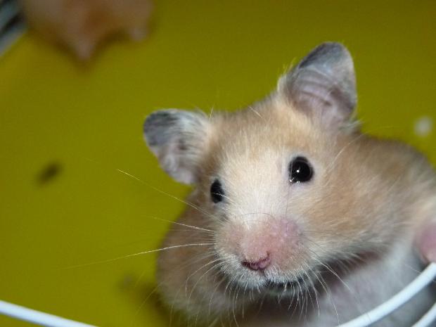 Hamster