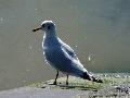 Larus ridibundus