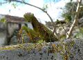 <i>Mantis religiosa</i>