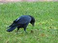 Corvus corax