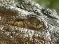 Crocodilo-do-Nilo