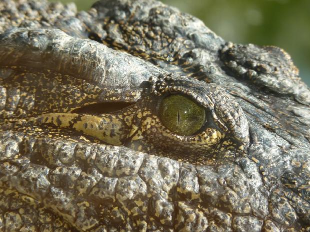 Crocodilo-do-Nilo