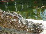 Crocodilo-do-Nilo <i>(Crocodylus niloticus) </i>
