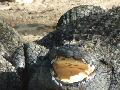 Nile crocodile