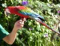 Red-and-green Macaw
