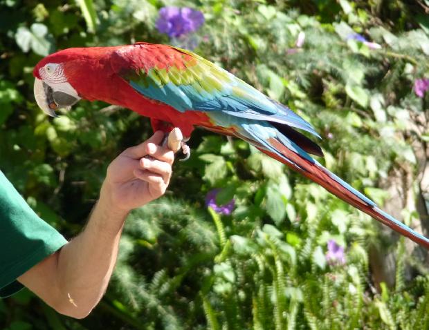 Red-and-green Macaw