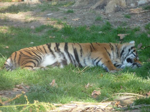 Tigre