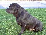 Cães