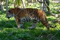 Tigre