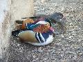 Casal de patos-mandarim