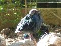 Pombo-de-nicobar