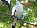 Pombo-imperial-bicolor