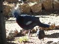 Pombo-coroado