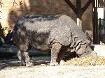 Rinoceronte-indiano <i>(Rhinoceros unicornis)</i>