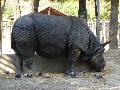 Indian Rhinoceros