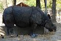 Indian Rhinoceros