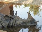 Rinoceronte-indiano <i>(Rhinoceros unicornis)</i>