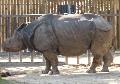 Rhinoceros unicornis