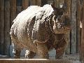 Rhinoceros unicornis