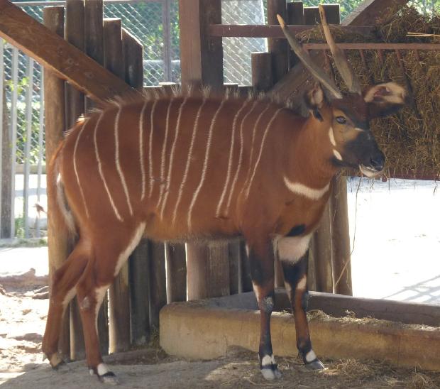 Tragelaphus eurycerus isaaci