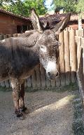 Burro