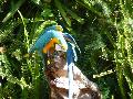 Arara-azul-e-amarela
