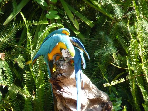 Arara-azul-e-amarela