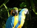 Arara-azul-e-amarela
