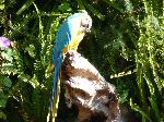 Aves