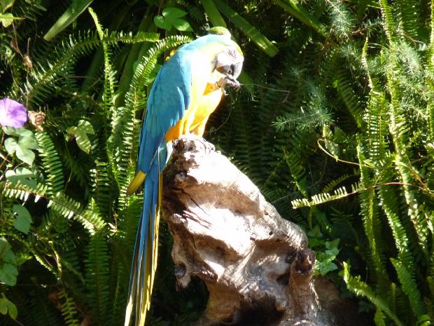 Arara-azul-e-amarela