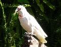 Catatua-de-bico-comprido