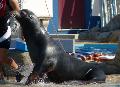 Leões-marinhos - Zoológico de Lisboa