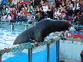 Leões-marinhos - Zoológico de Lisboa