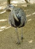 Nandu